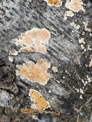 Steccherinum ochraceum