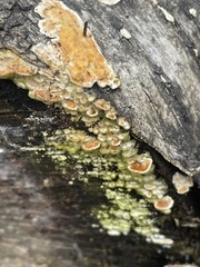 Steccherinum ochraceum