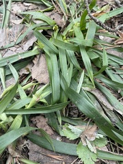 Luzula pilosa