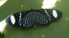 Hypocrita fenestraria