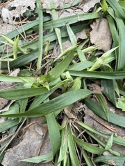 Luzula pilosa