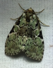 Leuconycta lepidula