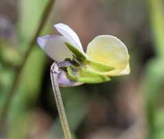 Viola hymettia