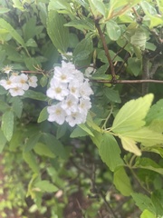 Spiraea cantoniensis
