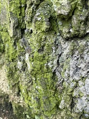 Prasiolaceae