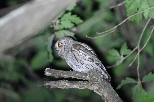 Autillo europeo (Otus scops)