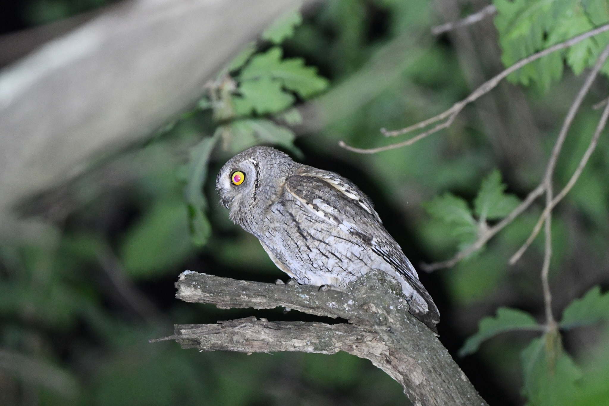 Eurasian Scops Owl