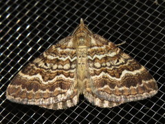 Chrysolarentia heliacaria