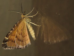 Chrysolarentia heliacaria