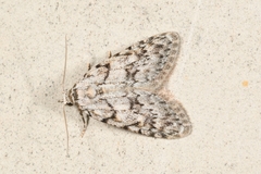 Nola cicatricalis
