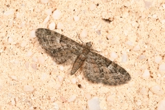 Eupithecia cocciferata
