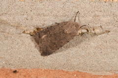 Caradrina flavirena