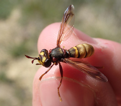 Conops vesicularis