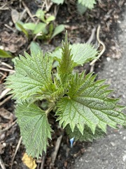 Urtica dioica