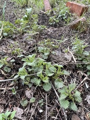 Urtica dioica