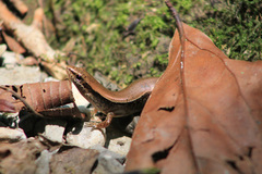 Horsehead Ground Skink photo 2