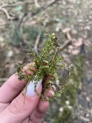 Hypnum cupressiforme