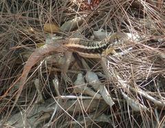 Leiocephalus psammodromus