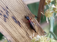 Cranistus colliurides