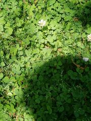 Trifolium repens