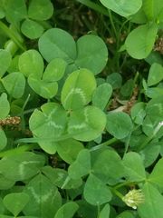 Trifolium repens