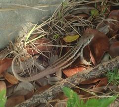 Leiocephalus psammodromus