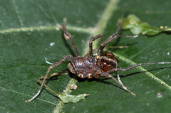 Zamora granulata