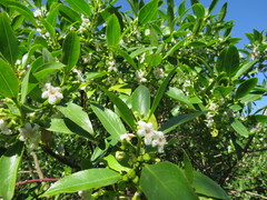 Myoporum laetum