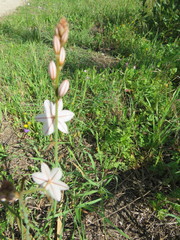 Asphodelus fistulosus