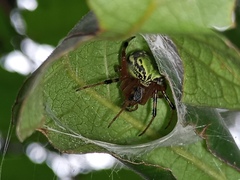 Araneus workmani