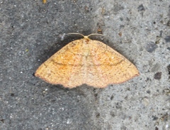 Cyclophora suppunctaria