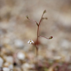 Nemacladus secundiflorus robbinsii