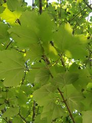 Acer rubrum