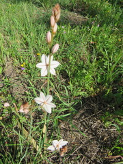 Asphodelus fistulosus