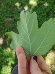 Acer rubrum