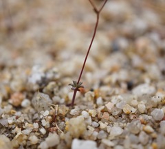 Nemacladus secundiflorus robbinsii