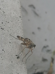 Rhagio atlanticus