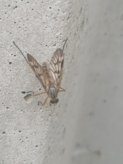 Rhagio atlanticus