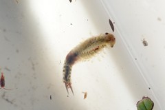 Eubranchipus neglectus