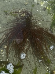 Gracilariaceae