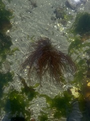 Gracilariaceae