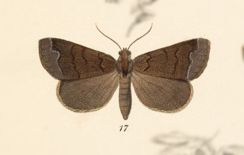 Mamerthes aonia