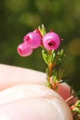 Erica multumbellifera