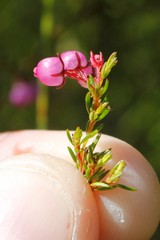 Erica multumbellifera