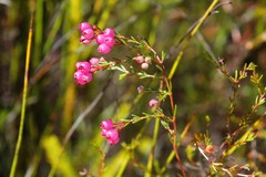 Erica multumbellifera