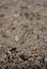 Nemacladus secundiflorus robbinsii