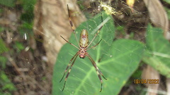Trichonephila clavipes