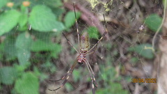 Trichonephila clavipes
