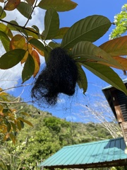 Tolmomyias sulphurescens
