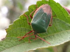 Edessa rufomarginata